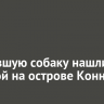 Пропавшую собаку нашли мертвой на острове Конный