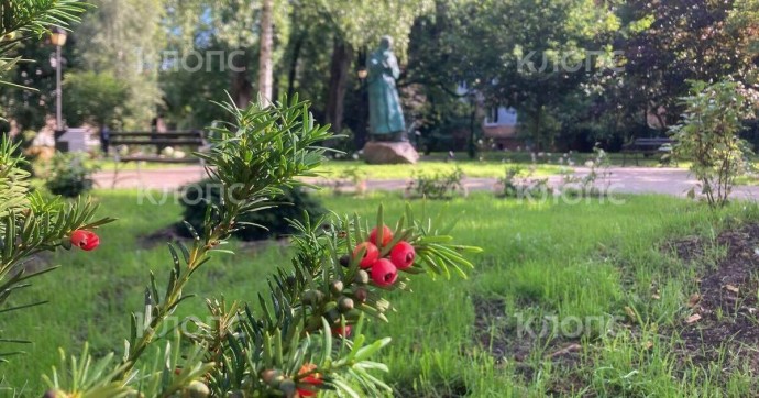 В Калининграде преобразился один из самых уютных скверов в центре (фото)