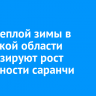 Из-за теплой зимы в Иркутской области прогнозируют рост численности саранчи