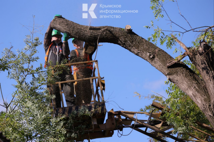 Одну полосу на улице Маяковского в Симферополе перекроют завтра для обрезки деревьев