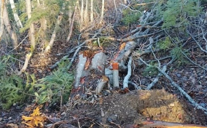 На Сахалине окончено расследование уголовного дела о незаконной вырубке деревьев на 6,6 млн рублей