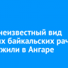 Ранее неизвестный вид древних байкальских рачков обнаружили в Ангаре