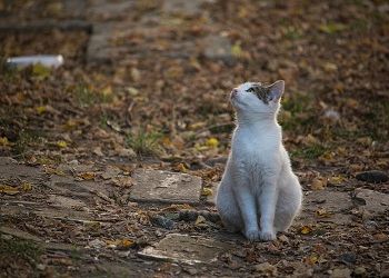 Амурчанке грозит штраф за жестокое обращение с кошкой