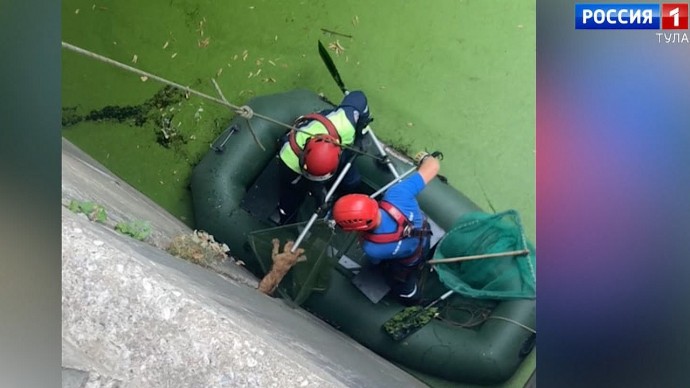 Рыжего кота спасли из воды на Казанской набережной