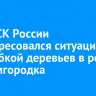 Глава СК России заинтересовался ситуацией с вырубкой деревьев в роще Академгородка