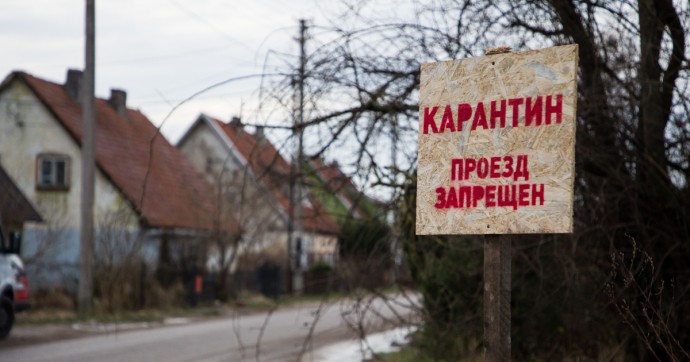 В Калининградской области ввели карантин из-за сорняка-«вампира»