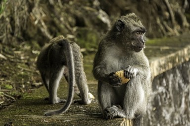 Новый штамм оспы обезьян выявлен в Британии