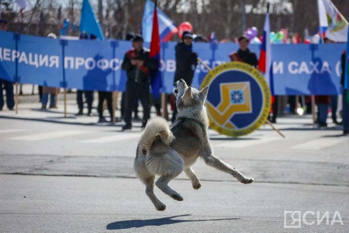 Кинологи назвали главные ошибки хозяев на прогулке, которые негативно влияют на собак