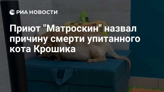 Приют "Матроскин" назвал причину смерти упитанного кота Крошика