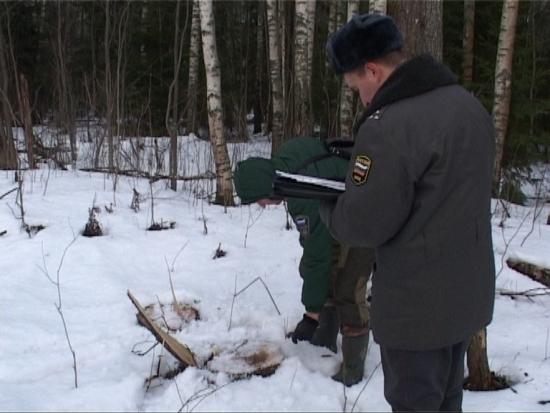 Незаконно срубленная новогодняя елка в Иркутской области может обойтись очень дорого