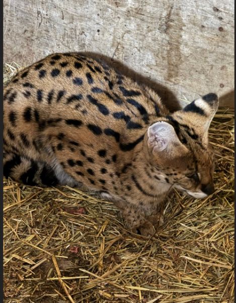 Котят от уникальных кошек с самыми большими ушами ждут в Астраханской области 