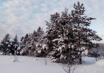 Костромская область лучше всех заманивает студентов в лесную отрасль