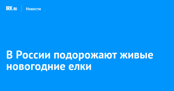 В России подорожают живые новогодние елки