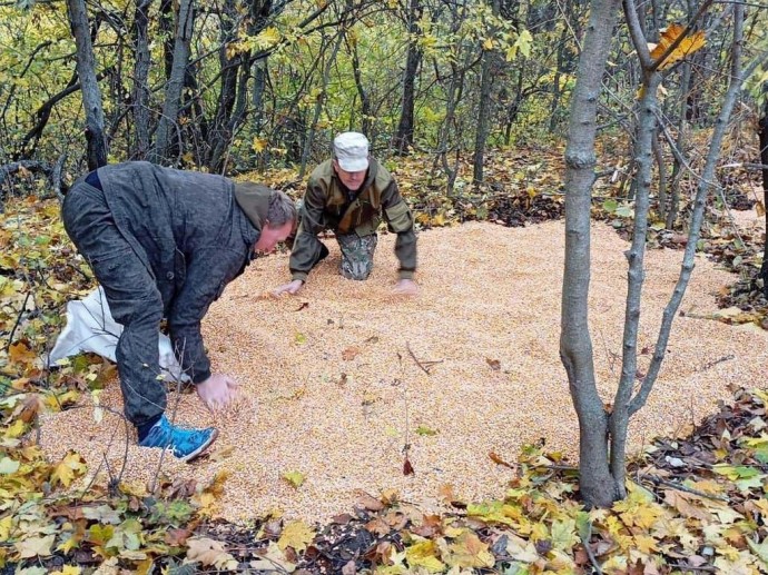 В белгородских заказниках и охотничьих угодьях начали подкармливать диких животных