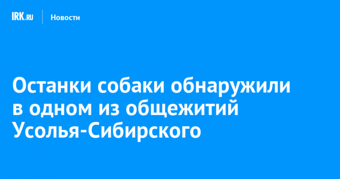 Останки собаки обнаружили в одном из общежитий Усолья-Сибирского