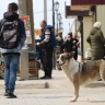 Стало известно, сколько денег потратят на отлов и эвтаназию бродячих собак до конца года в Астрахани