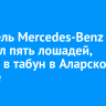 Водитель Mercedes-Benz задавил пять лошадей, въехав в табун в Аларском районе