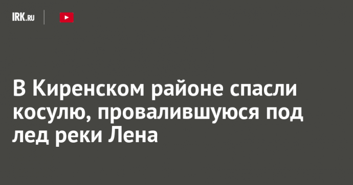 В Киренском районе спасли косулю, провалившуюся под лед реки Лена