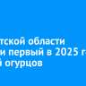 В Иркутской области собрали первый в 2025 году урожай огурцов