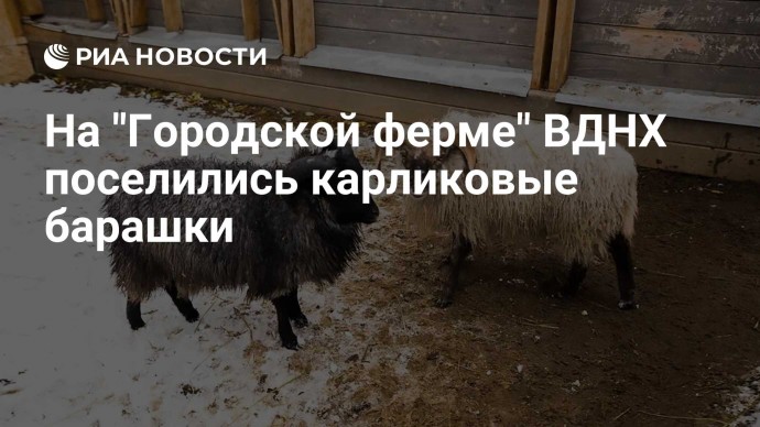 На "Городской ферме" ВДНХ поселились карликовые барашки