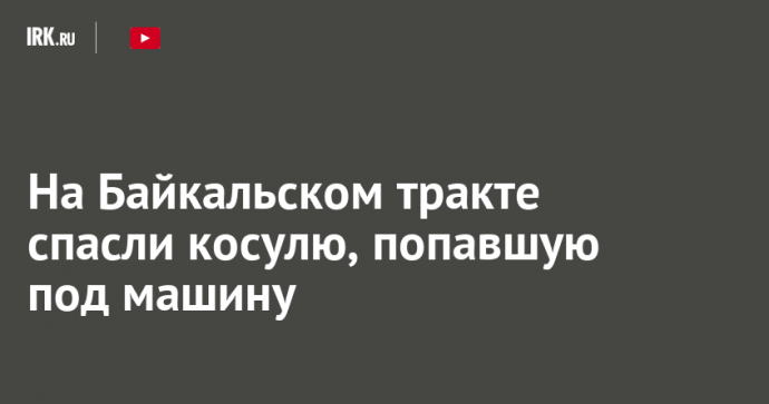 На Байкальском тракте спасли косулю, попавшую под машину