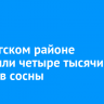 В Качугском районе высадили четыре тысячи сеянцев сосны