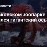 В Московском зоопарке появился гигантский осьминог