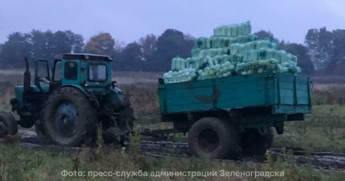 По килограмму на каждого жителя области: в Зеленоградском районе с одного поля собрали  1 200 тонн пекинской капусты