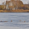 В Приамурье завершилась массовая миграция косули