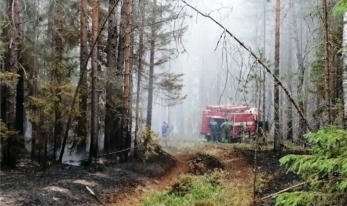 Леса начали массово гореть в Костромской области из-за туристов