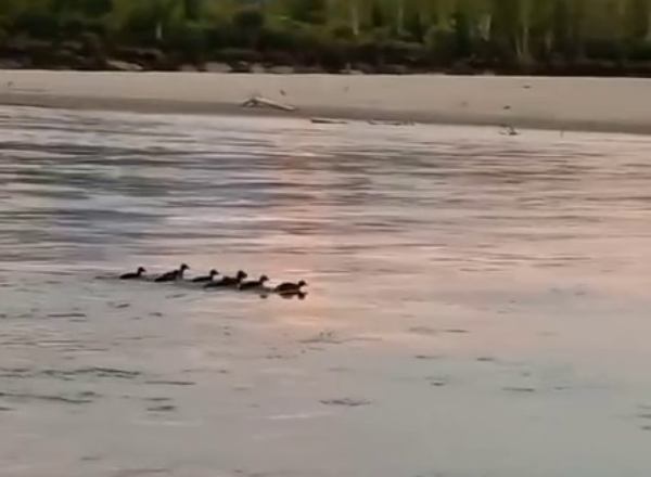 В нацпарке в Бурятии запечатлели утиный детский сад