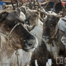 В Якутии стартовал прием заявок на участие в смотре-конкурсе «Лучшая оленья упряжка»