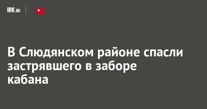 В Слюдянском районе спасли застрявшего в заборе кабана