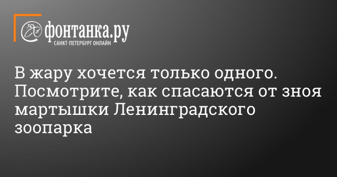 В жару хочется только одного. Посмотрите, как спасаются от зноя мартышки Ленинградского зоопарка