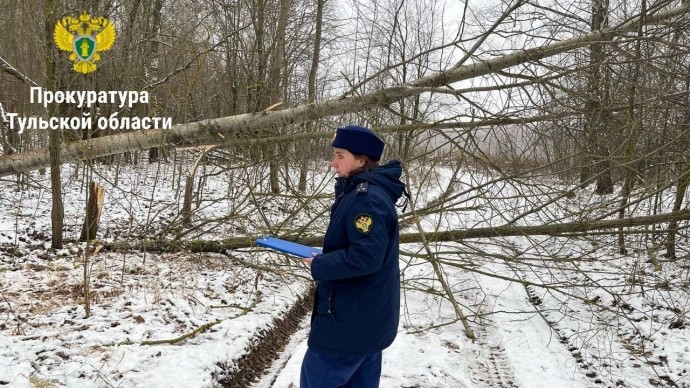 В Ленинском районе незаконно вырубали деревья: заведено уголовное дело