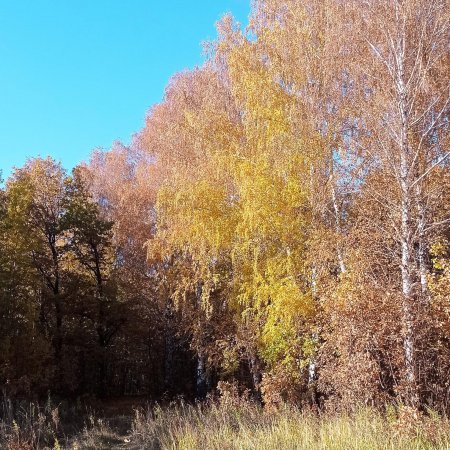 Стало известно, когда в Башкирию придёт «золотая осень»