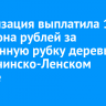 Организация выплатила 1,3 миллиона рублей за незаконную рубку деревьев в Казачинско-Ленском районе