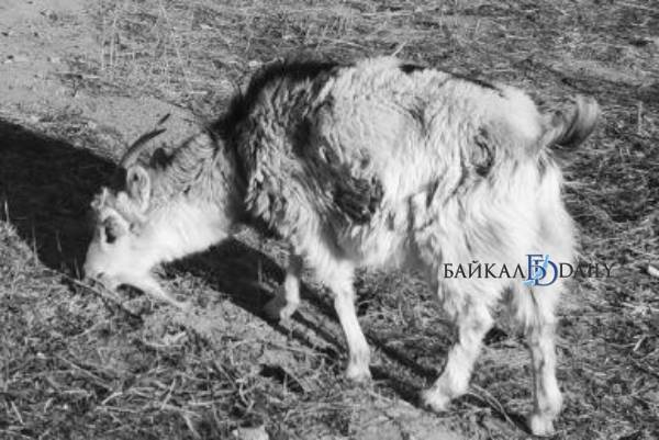 В селе Бурятии заживо сгорели пять коз и свинья