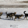 В Улан-Удэ появился единый номер по отлову собак