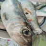 В Херсонской области затруднен промышленный вылов рыбы...