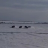 Резвящихся кабанов сняли в Приамурье
