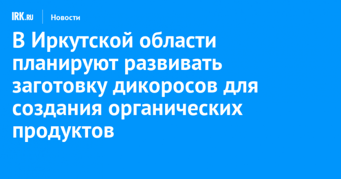 В Иркутской области планируют развивать заготовку дикоросов для создания органических продуктов