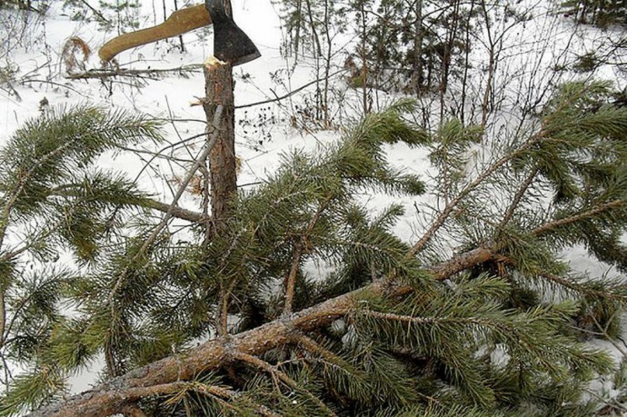 В Пермском крае упавшее дерево смертельно травмировало директора «Коммунальных электросетей»