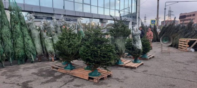 Где в Астрахани купить новогоднюю елку. Обновленный список адресов 