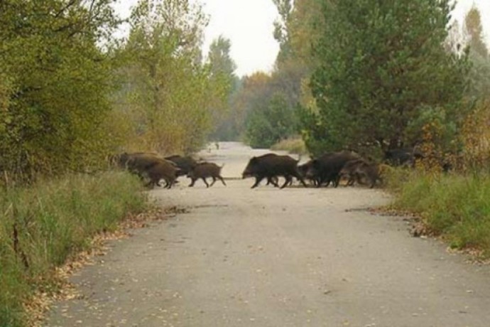 Под Пензой легковушка сбила насмерть пять диких кабанов