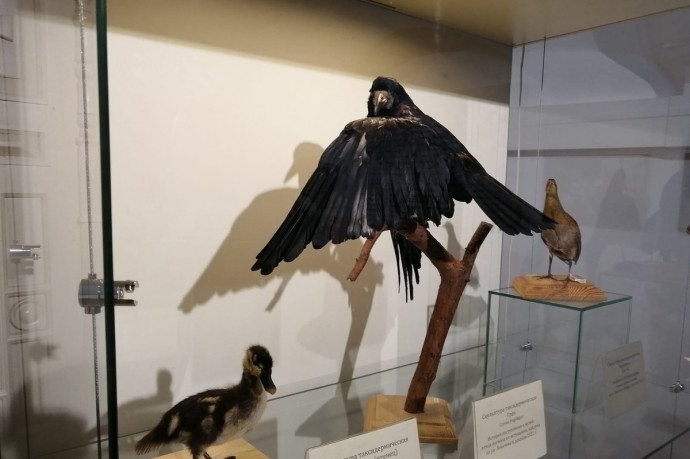 Вологодский музей-заповедник приглашает вологжан на «День птиц» (0+)