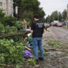 Девушка погибла в результате падения дерева в Белоруссии