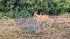 Пензенцы сняли новое видео с копытной жительницей Арбекова