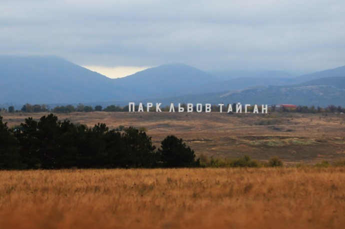 В Крыму не будут усыплять мариупольских львов-убийц