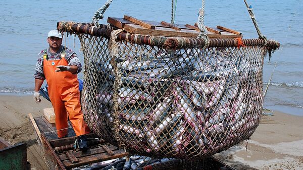 Европа нарастила поставки рыбы из России до максимума с начала года